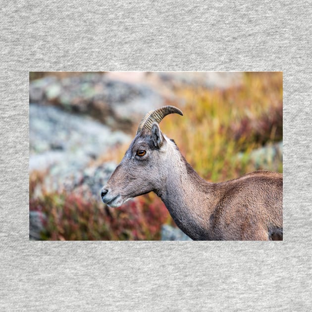 Rocky Mountain Bighorn by gdb2